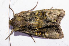 Ichneutica chlorodonta