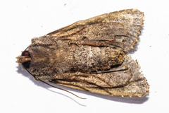 Ichneutica chlorodonta