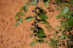 Ziziphus oenopolia