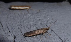 Phaeosaces apocrypta