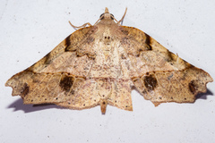Ischalis gallaria