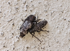 Apomecyna binubila binubila