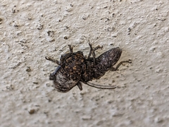 Apomecyna binubila binubila