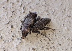 Apomecyna binubila binubila