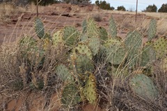 Opuntia cyclodes