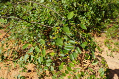 Ziziphus oenopolia