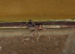 Heegeria tangirica