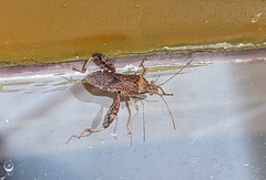 Heegeria tangirica