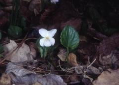 Viola alba