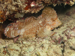 Pseudopataecus carnatobarbatus