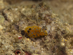 Halgerda indotessellata