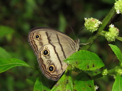 Euptychoides nossis