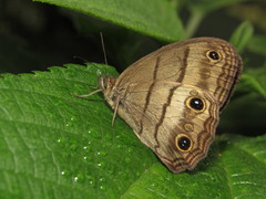 Euptychoides nossis
