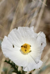 Argemone pleiacantha