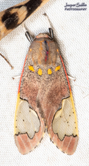 Bertholdia specularis