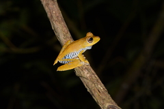Boana calcarata