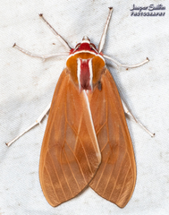 Amastus coccinator
