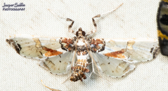 Neoleucinodes