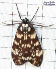 Eucereon coeruleocaput