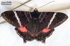 Coronidia rosina