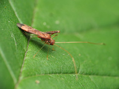 Paraxenetus guttulatus
