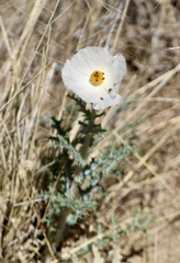Argemone pleiacantha