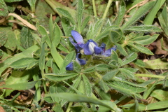 Lupinus micranthus