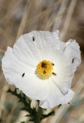 Argemone pleiacantha