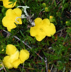 Hibbertia procumbens