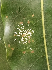 Insecta