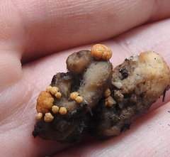 Trichoderma pulvinatum