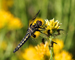 Plathemis subornata