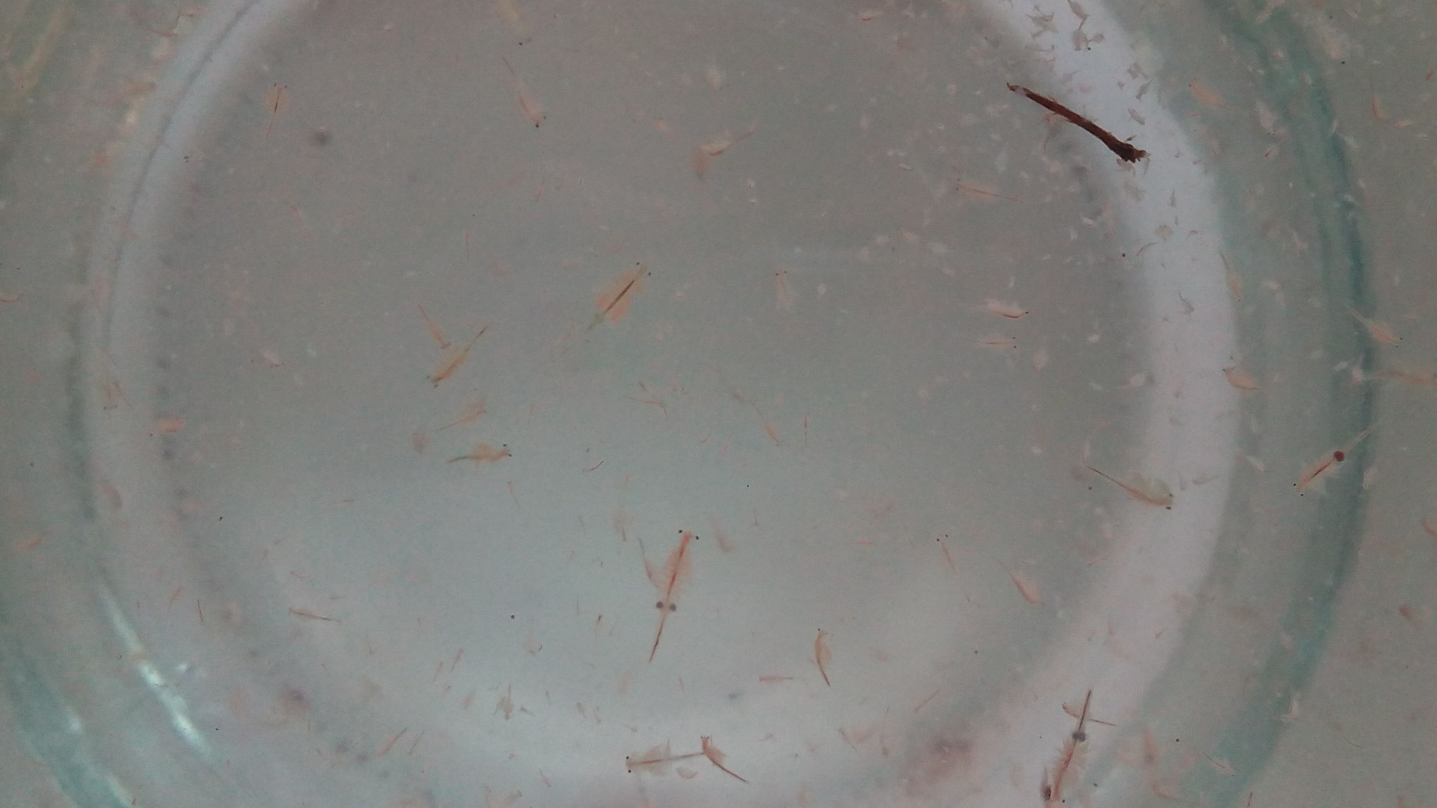Artemia monica Verrill, 1869