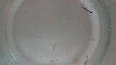 Artemia franciscana image