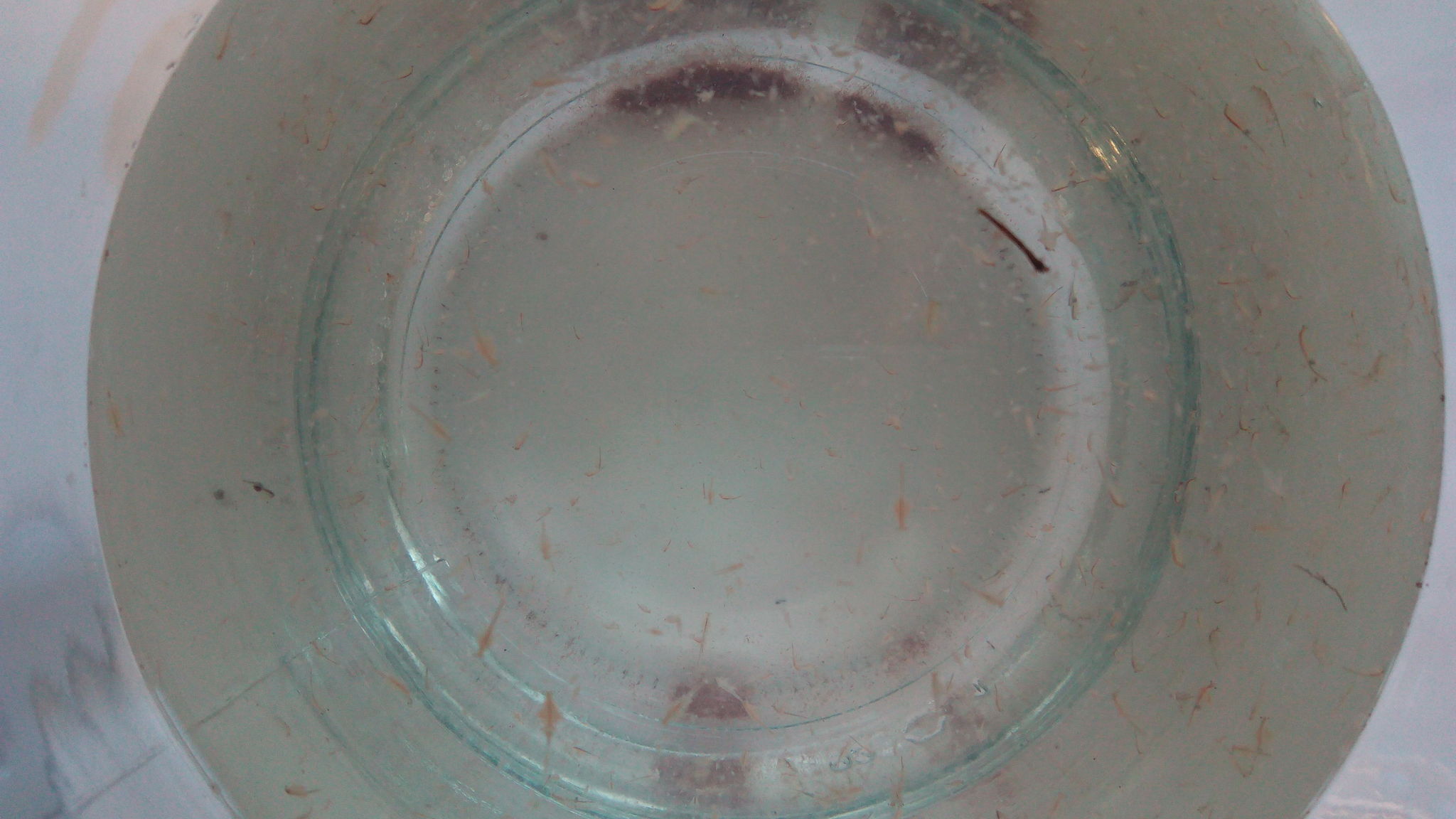 Artemia monica Verrill, 1869