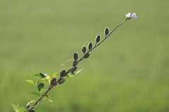 Abelmoschus ficulneus