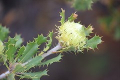 Banksia obovata