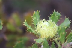 Banksia obovata