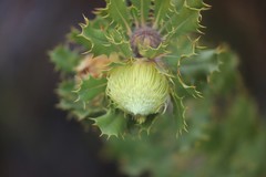 Banksia obovata