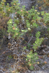 Banksia obovata