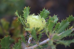 Banksia obovata
