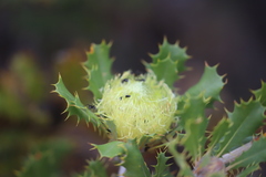 Banksia obovata