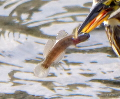 Tridentiger trigonocephalus