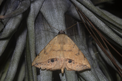 Hemeroplanis scopulepes