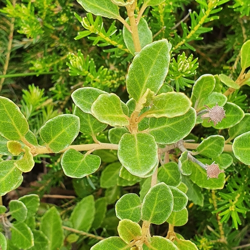 Image of Olearia tomentosa by (c) ronavery, some rights reserved (CC BY)