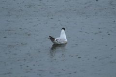 Chroicocephalus ridibundus