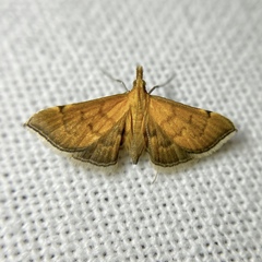 Myriostephes matura