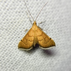 Myriostephes matura