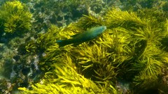 Olisthops cyanomelas