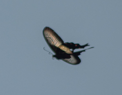 Pachliopta liris